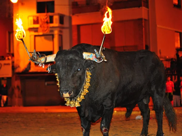 Bull Running Spanish Bullring — Stock Photo, Image