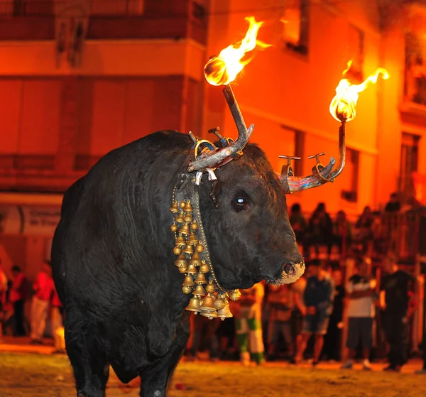Bull Hiszpański Areny Walk Byków — Zdjęcie stockowe