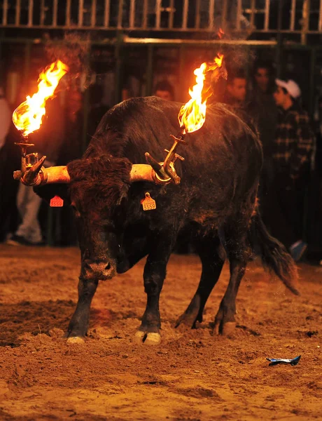 Bull Hiszpański Areny Walk Byków — Zdjęcie stockowe