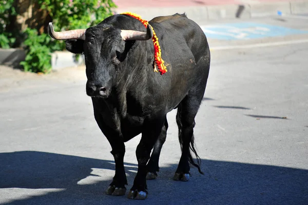 Bull Corsa Bullring Spagnolo — Foto Stock