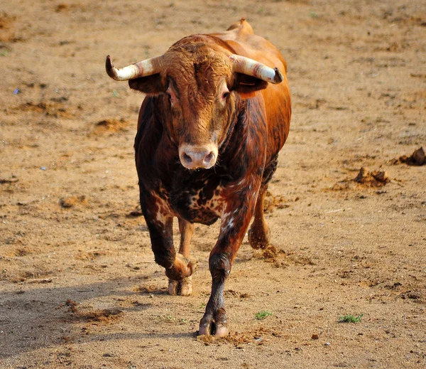 Bull Uitgevoerd Spaanse Arena — Stockfoto