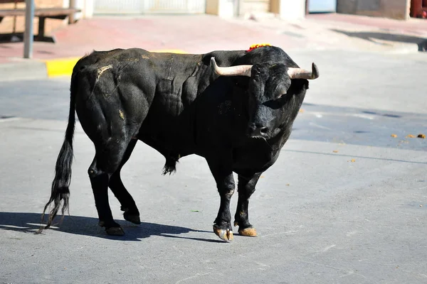 Bull Corsa Bullring Spagnolo — Foto Stock