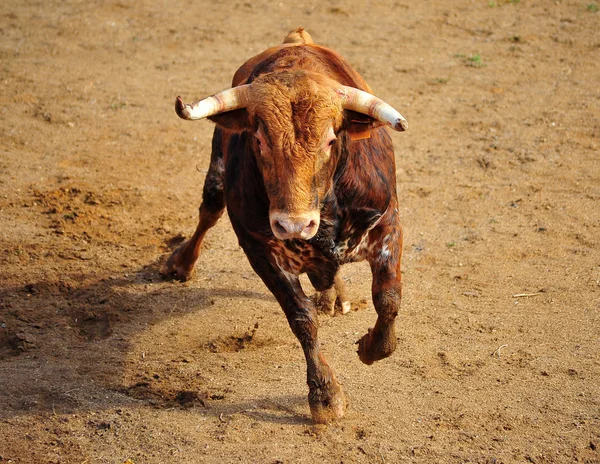 Toro Corriendo Plaza Toros Española —  Fotos de Stock