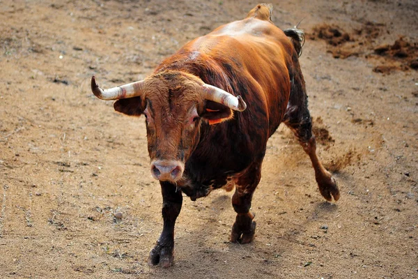 Stier Läuft Spanischer Stierkampfarena — Stockfoto