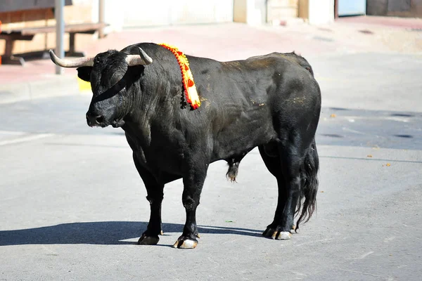 Bull Corsa Bullring Spagnolo — Foto Stock