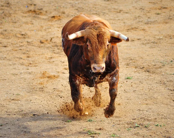 Bull Hiszpański Areny Walk Byków — Zdjęcie stockowe