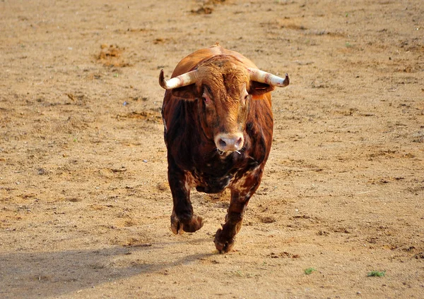 Bull Uitgevoerd Spaanse Arena — Stockfoto