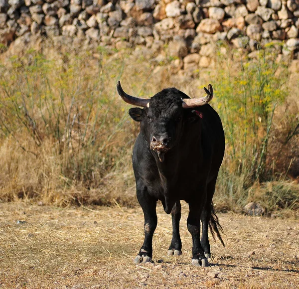 Taureau Espagnol Arène — Photo