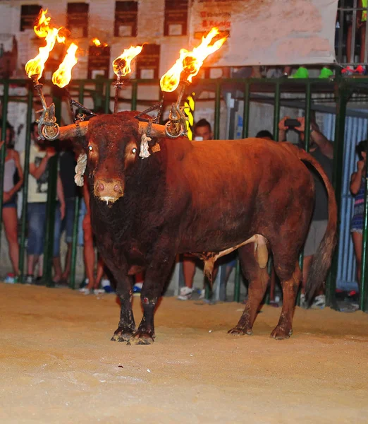 Bulle Spanien Mit Großen Hörnern — Stockfoto