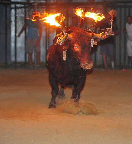 Bull Spain Big Horns — Stock Photo, Image