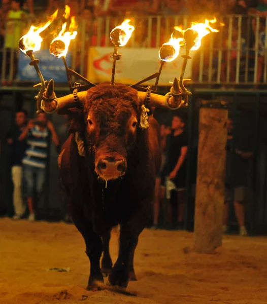 Taureau Espagnol Avec Grandes Cornes — Photo