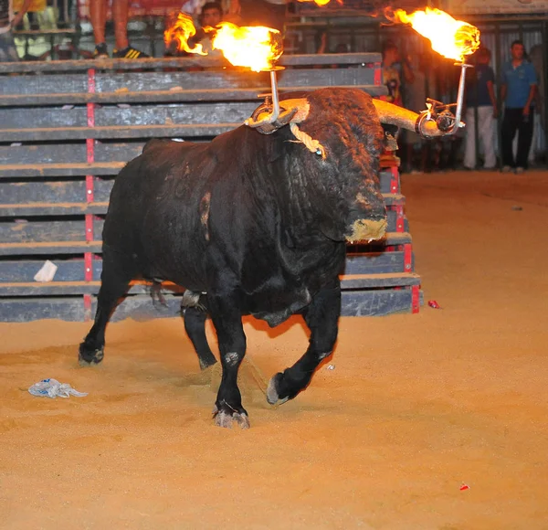 Taureau Espagnol Avec Grandes Cornes — Photo