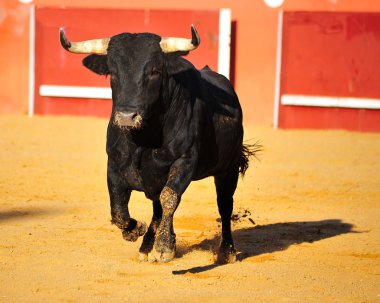 bullrint içinde çalışan İspanya boğa