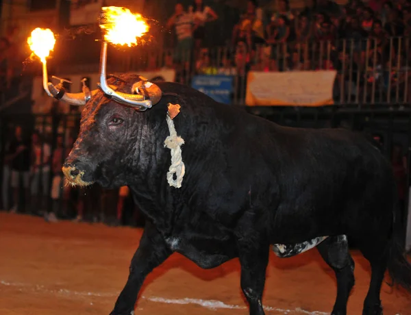 Toro Español Con Cuernos Grandes — Foto de Stock