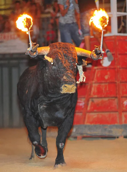 大きな角を持つスペインの雄牛 — ストック写真