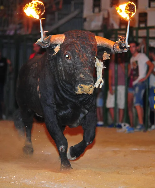 大きな角を持つスペインの雄牛 — ストック写真