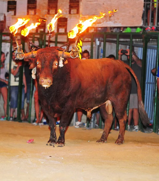 Spanischer Stier Der Stierkampfarena — Stockfoto