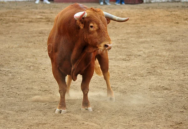 Spagnolo Toro Bullring — Foto Stock