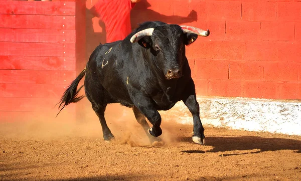 Touro Espanhol Tournée — Fotografia de Stock