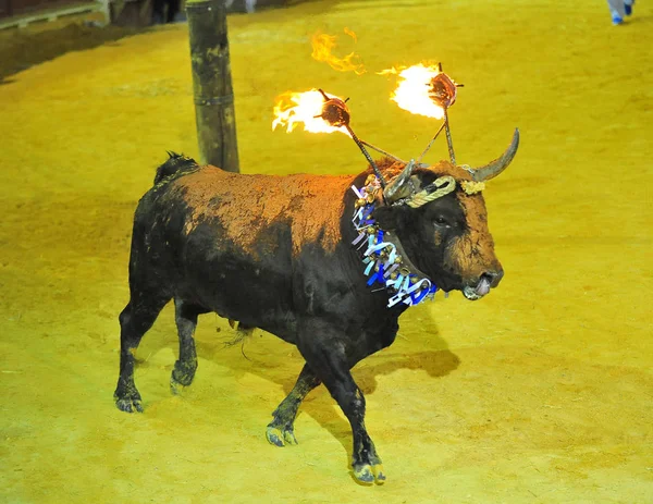 Toro Español Plaza Toros — Foto de Stock