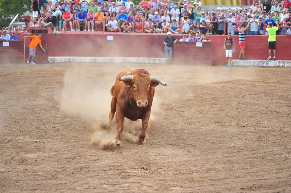 Spanischer Stier Der Stierkampfarena — Stockfoto