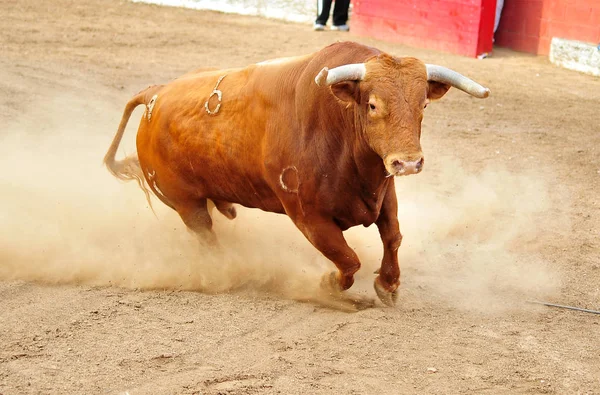 Bulle Spanien Läuft Stierkampf — Stockfoto