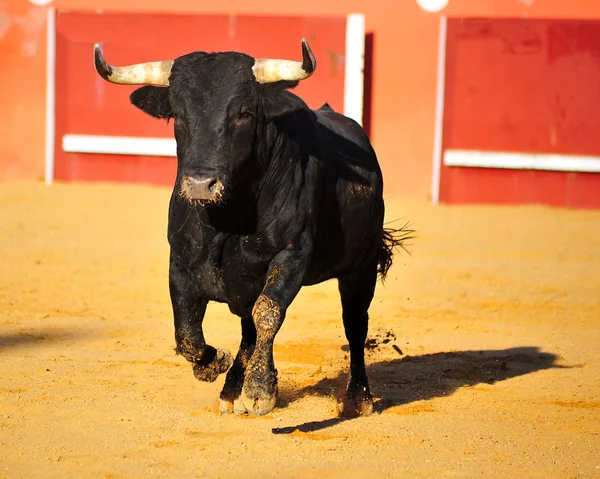 Bika Futás Ban Bullrint Spanyolországban — Stock Fotó