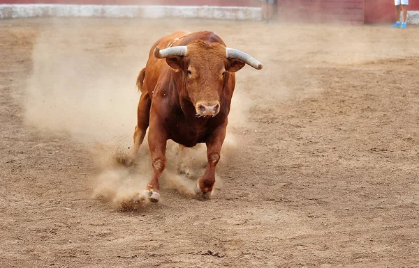 Bulle Spanien Läuft Stierkampf — Stockfoto