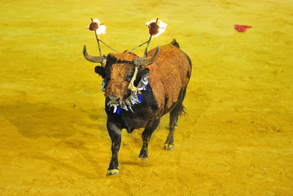 牛市在西班牙运行在布兰特 — 图库照片