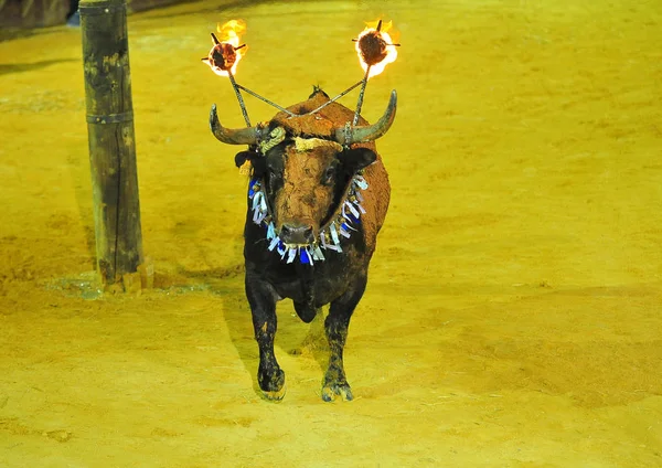 Bulle Spanien Läuft Stierkampf — Stockfoto