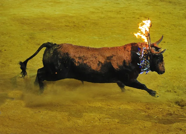 Bulle Spanien Läuft Stierkampf — Stockfoto