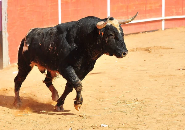 Stier Spanje Uitgevoerd Bullrint — Stockfoto