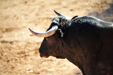 İspanya siyah boğa