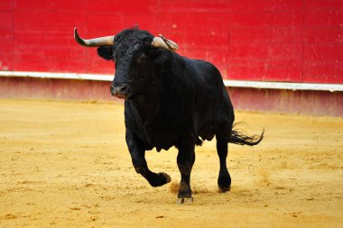İspanya siyah boğa