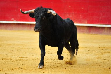 İspanya siyah boğa