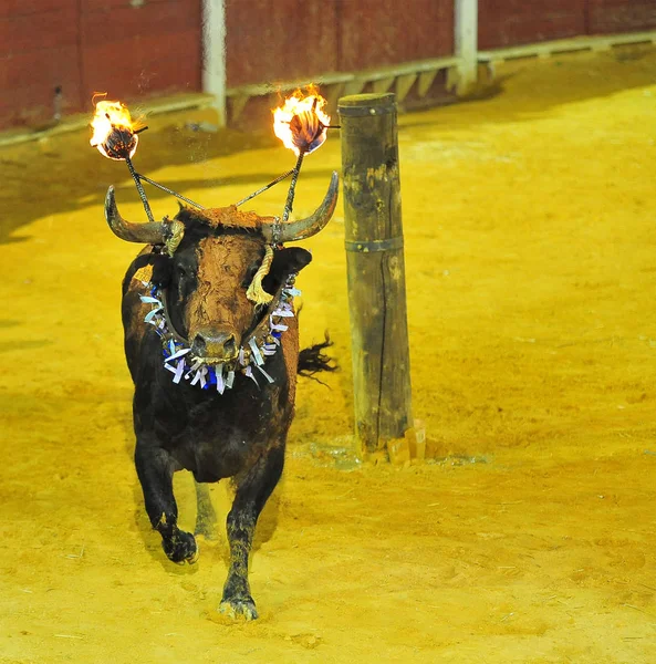 Bulle Spanien Läuft Stierkampf — Stockfoto