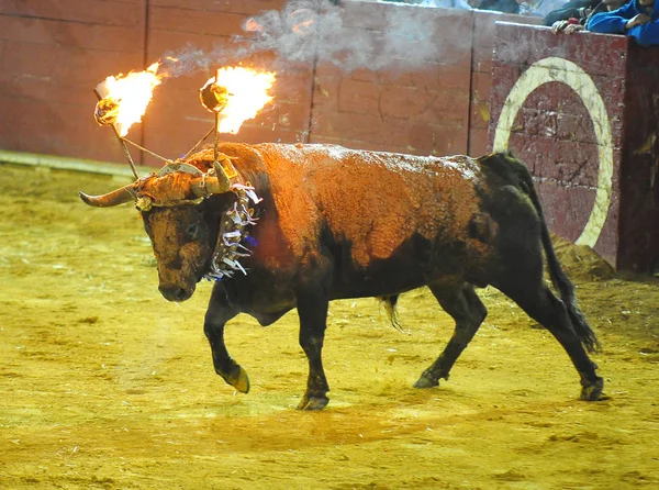 Touro Espanha Correndo Bullrint — Fotografia de Stock