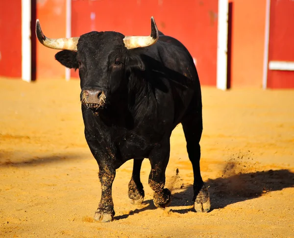 Stier Spanje Uitgevoerd Bullrint — Stockfoto