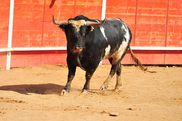 Toro España Corriendo Toro — Foto de Stock