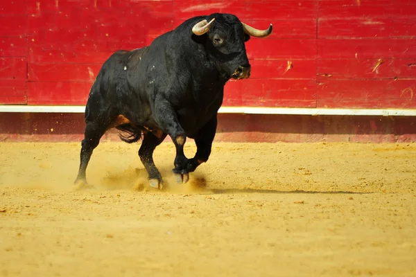 Bulle Spanien Läuft Stierkampf — Stockfoto