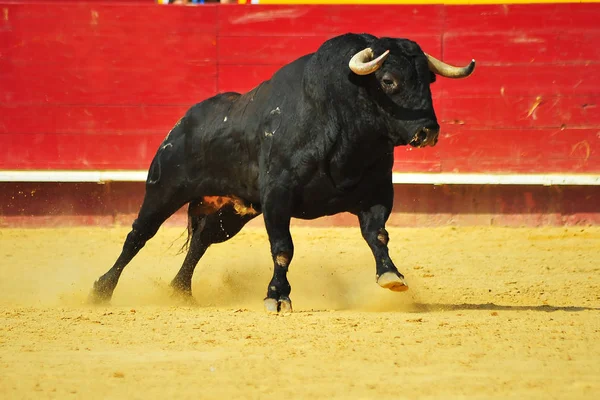 Touro Espanha Correndo Bullrint — Fotografia de Stock