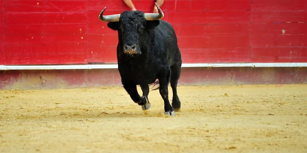 Taureau Espagne Courir Dans Bullrint — Photo