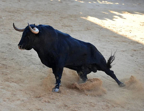 Bullrint Içinde Çalışan Spanya Boğa — Stok fotoğraf