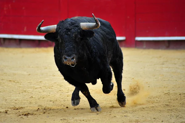 Bull Dalam Spain Berjalan Dalam Bullrint — Stok Foto