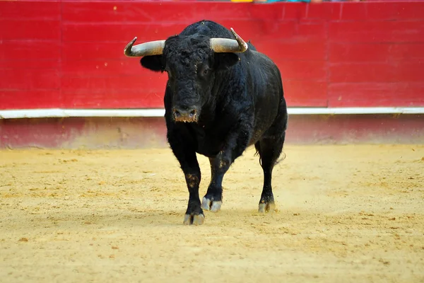 Bull Španělsku Bullrint — Stock fotografie