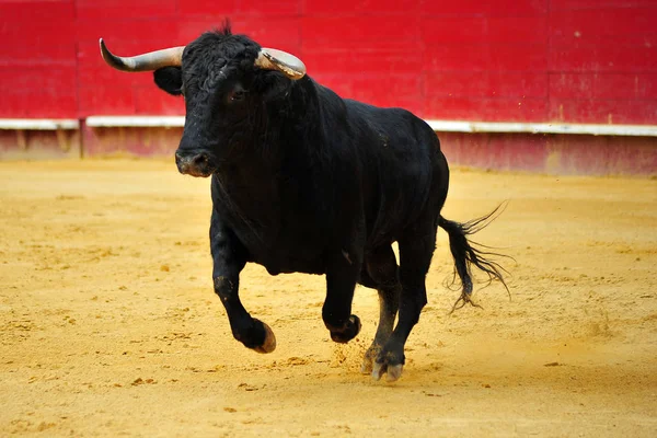 Toro Spagna Esecuzione Bullrint — Foto Stock