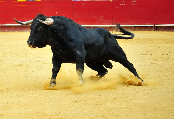 Taureau Noir Espagne — Photo