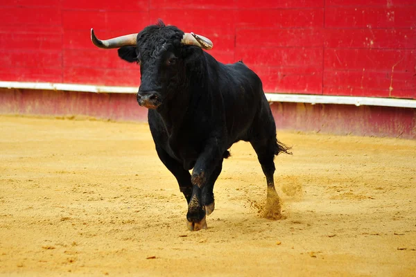 Svart Tjur Spanien — Stockfoto