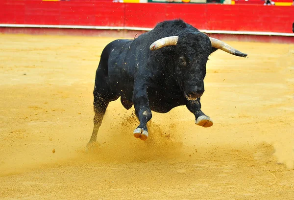 Touro Preto Espanha — Fotografia de Stock