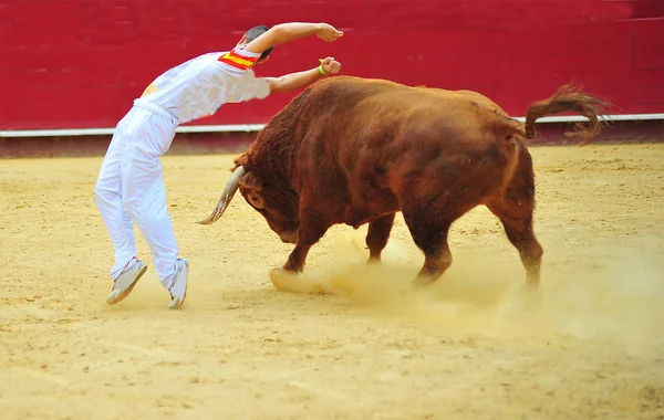 Toro Nero Spagna — Foto Stock